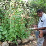 24/1/2023
Agronomist from Multiflower Mr. Pendaeli Nasari with TASTA CEO checking ornamental flower seed demos at TASTA which Distinctness, Uniformity and Stability (DUS) “waive” is been solicited in Ministry of Agriculture.